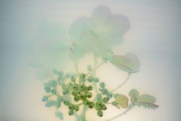 Hydrangea Pastel Shades | Rose Mint | Fine Art