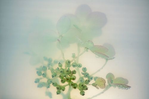 Hortensia Pasteltinten | Roze Mint | Fine Art