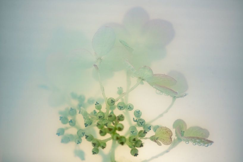 Hortensia Pasteltinten | Roze Mint | Fine Art van Nanda Bussers