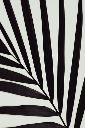 Graphique feuille de palmier_1