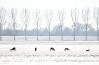 5 Deer in Dutch Winter Landscape