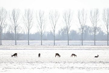 5 Herten in Hollands Winter Landschap van Thomas Thiemann