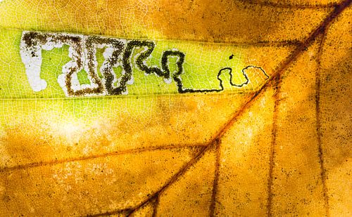 Beukenmineermot kunst