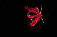 Roze gloriosa bloem op zwarte achtergrond