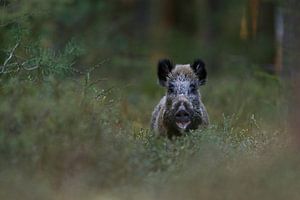 Wildschwein ( Sus scrofa ) in freier Wildbahn im Wald von wunderbare Erde