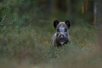 Wild Boar / Wild Hog / Feral Pig ( Sus scrofa ) in the woods, looks funny sur wunderbare Erde