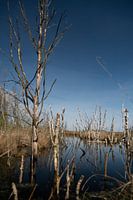 trees and branches in the water near a peatland