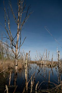 bomen en takken in het water bij een veengebied van Eline Oostingh
