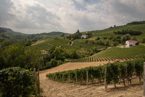 Vergezicht over heuvels en velden met wijnranken Piemont, Italie