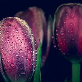 Tulpen im Regen von Jeroen van Woudenberg