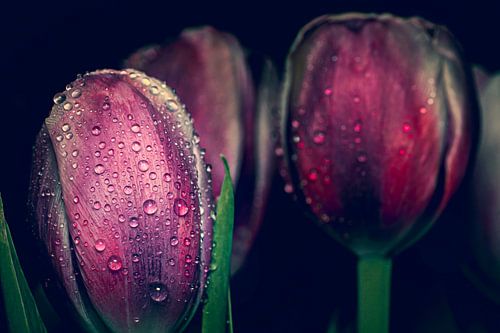Tulips in the rain