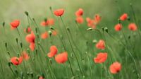 A lot of poppies