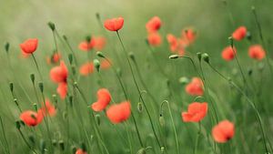 A lot of poppies by Jacqueline Gerhardt