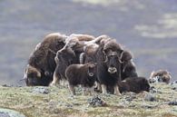 Muskusos in Dovrefjell nationaal park, in de natuurlijke habitat, Noorwegen van Frank Fichtmüller thumbnail