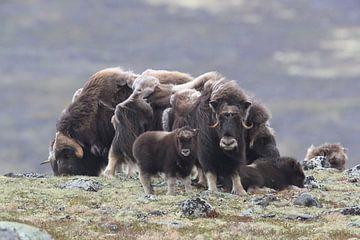 Muskox in Dovrefjell national park,in the natural habitat, Norway by Frank Fichtmüller