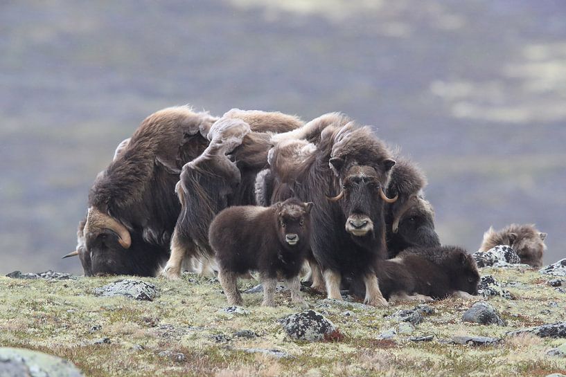 Muskusos in Dovrefjell nationaal park, in de natuurlijke habitat, Noorwegen van Frank Fichtmüller