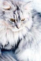 Schneewittchen