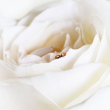 All you need is love van Erwin Bak
