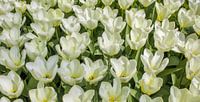 Panorama of white tulips