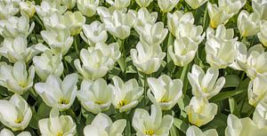 Panorama der weißen Tulpen