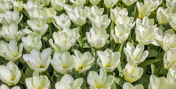 Panorama van witte tulpen van Patricia Hofmeester