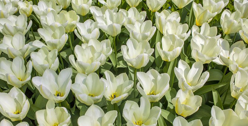 Panorama of white tulips by Patricia Hofmeester