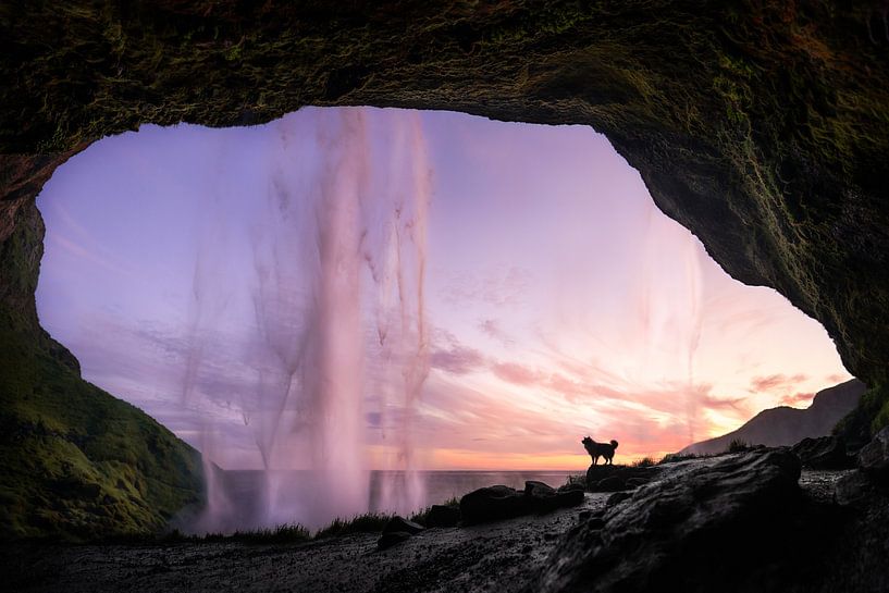IJsland, hond bij zonsondergang Seljalandsfoss van Traveling dogs