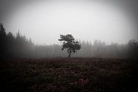 Lonely tree