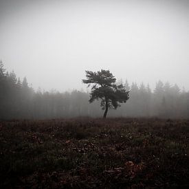 Lonely tree by Dagmar van Nieuwpoort