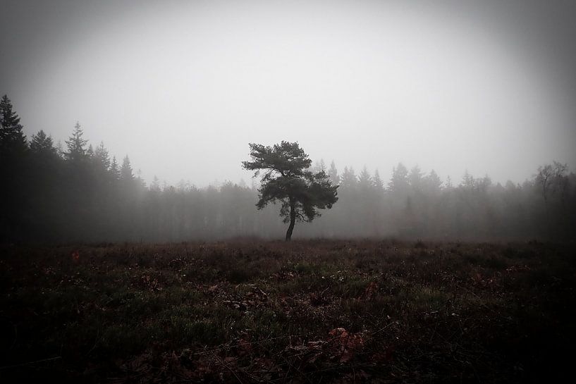 Lonely tree by Dagmar van Nieuwpoort
