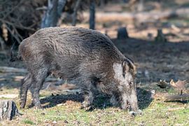 Sanglier sur Merijn Loch