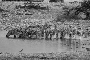 Zebra's bij de waterpoel in Namibië van Roland Brack