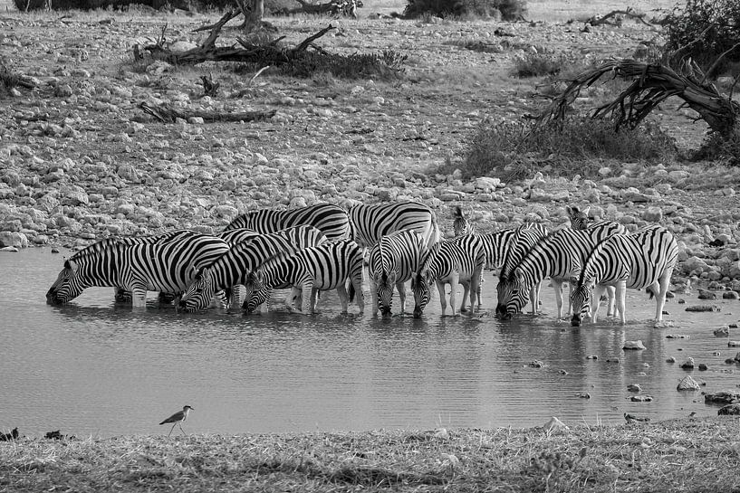 Zebras am Wasserloch in Namibia von Roland Brack