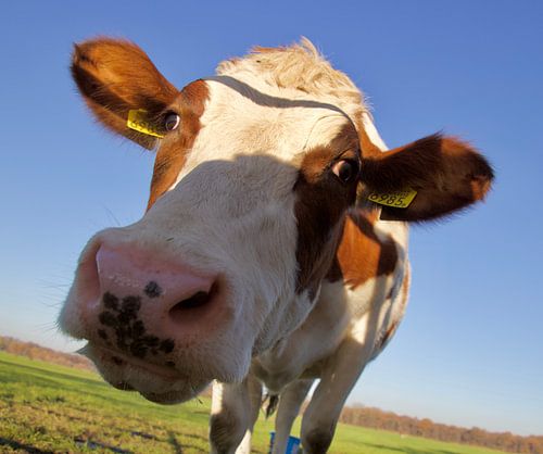 Aangenaam kennismaken...