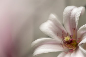 Clématite fleur 2