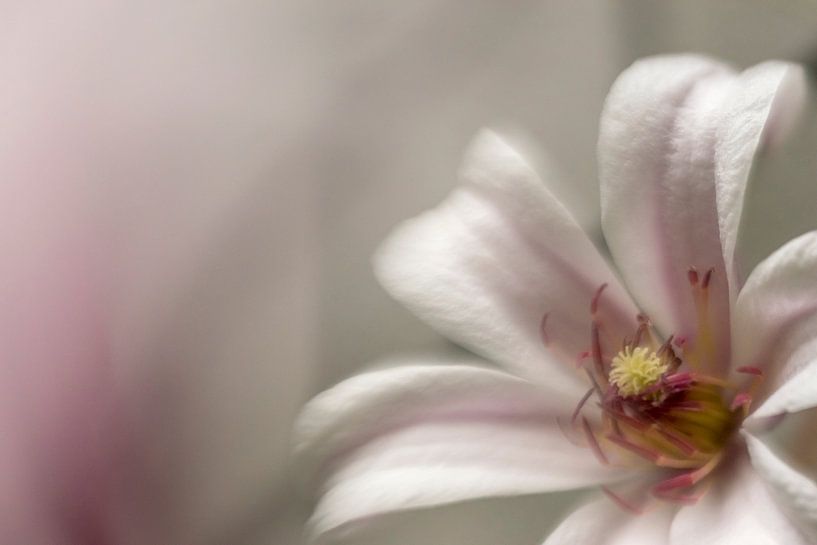 Clematisbloem 2 van Arina Keijzer