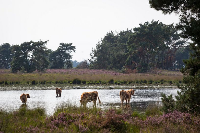 Schotse Hooglanders in een ven op de heide van Ger Beekes