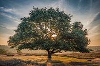De glorieuze boom van Peter Bijsterveld thumbnail