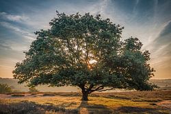 L'arbre
