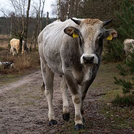 Staying on the right path by Tina Linssen