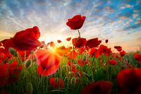 Poppies Land