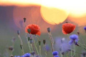 klaprozenveld in zonsondergang duitsland van Frank Fichtmüller