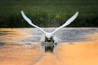 Swan sunset take-off