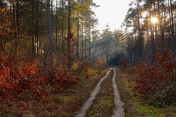 November-Wald