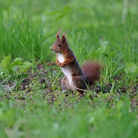 Niedliches Eichhörnchen auf der Wiese von cuhle-fotos