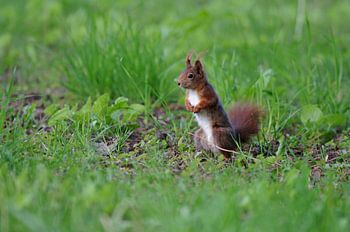 Cute squirrel on the meadow