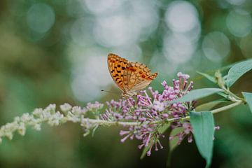 Schöner Schmetterling auf Schmetterlingsflieder von Sanne Vermeulen