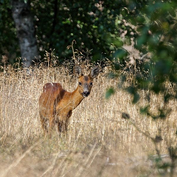 Deux yeux bruns me regardaient - Capreolus capreolus par whmpictures .com