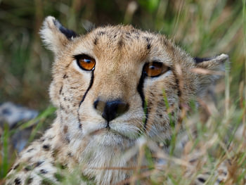 Die Augen der Serengeti