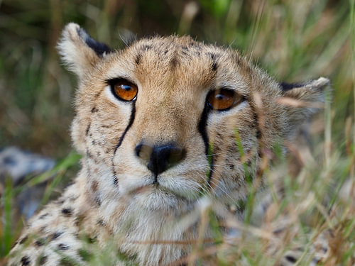 De ogen van de Serengeti